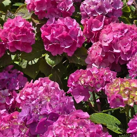 Elle Ecoholiday Frühstückspension