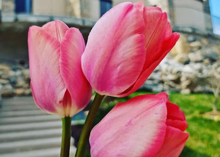 Elle Ecoholiday Malcesine